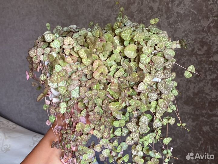 Церопегия вуда