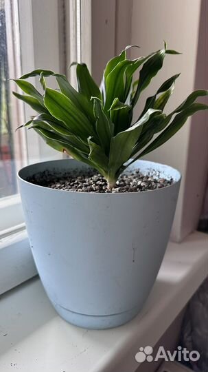 Драцена фрагранс компакта, комнатная пальма