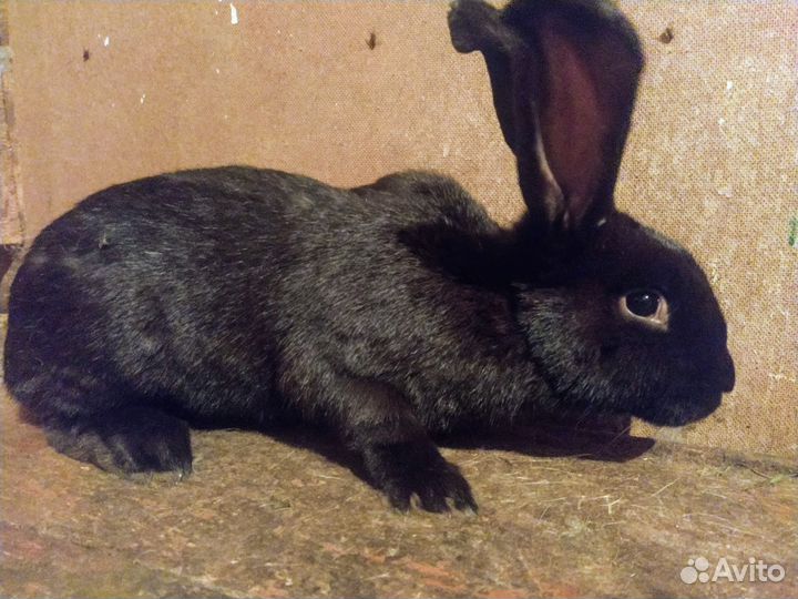 Кролики на племя или мясо