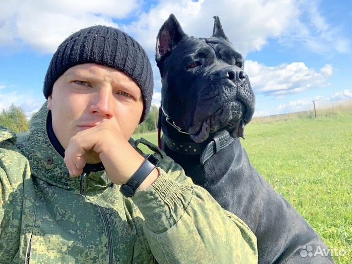 Профессиональный кинолог