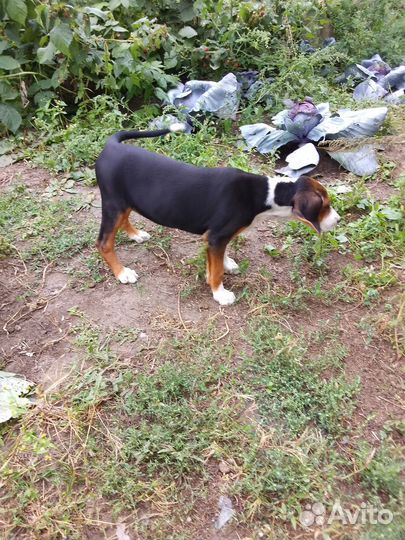 Продаются щенки финской гончей