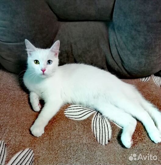 Кошечка молодая