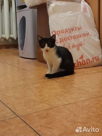 Котёнок