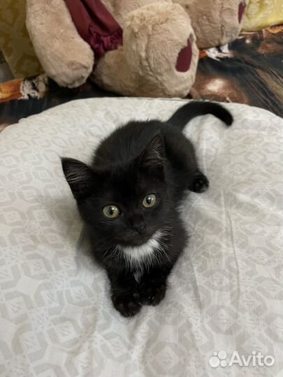 Котята в добрые руки бесплатно