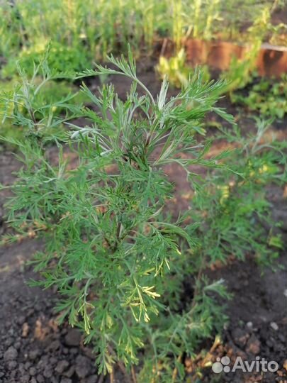 Тархун, укроп.дерево, розмарин, хрен, пряные