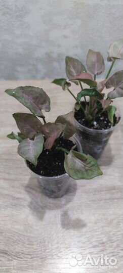 Сингониумы сортовые