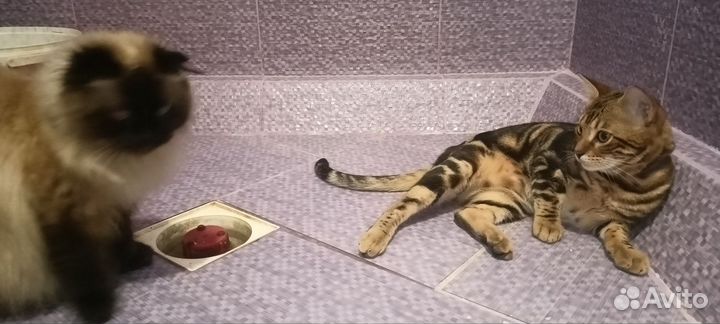 Бенгальский кот