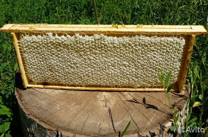 Мёд натуральный алтайский оптом