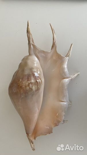 Ракушка рапана большая