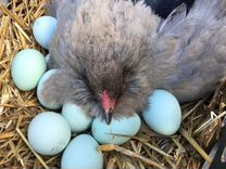 Инкубационное яйцо, цыплята Амераукана