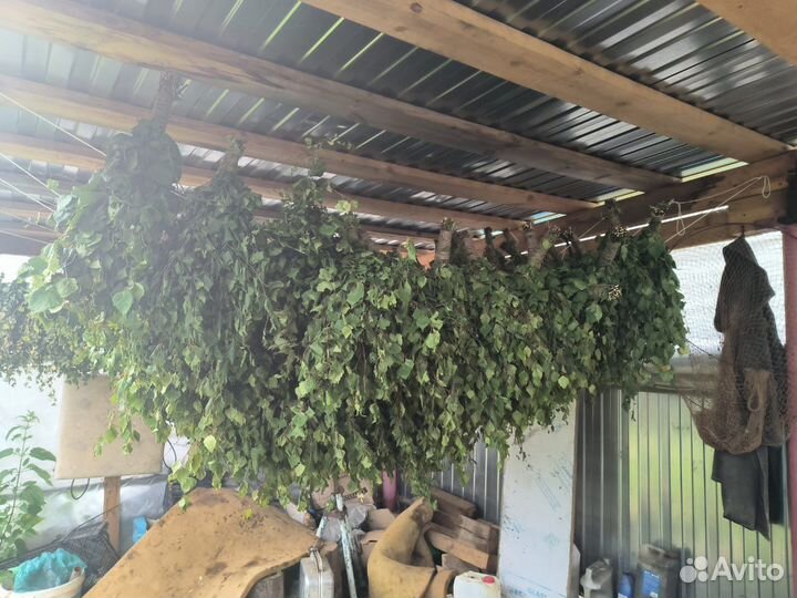 Березовые веники