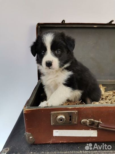 Щенки бордер колли