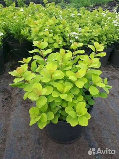 Спирея березолистная Тор Голд