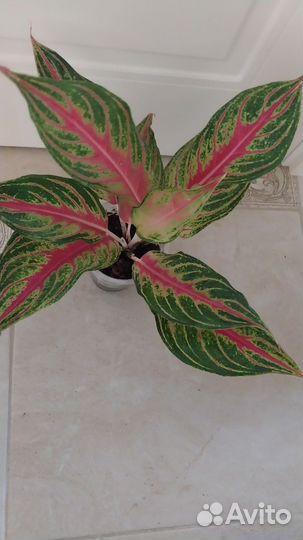 Аглаонемы Тайские и Голландские, антуриумы