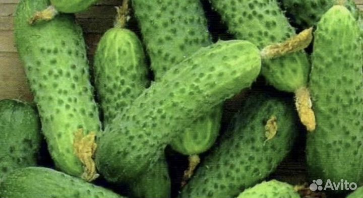 Огурец самоопыляемый