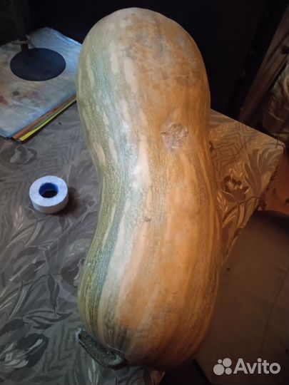 Тыква,флоксы, роза