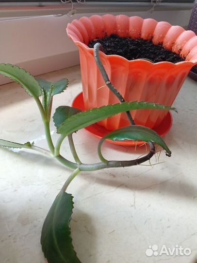 Комнатные цветы каланхоэ