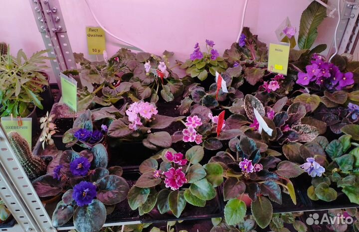 Цветущие комнатные растения