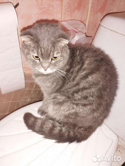 Шотландская вислоухая