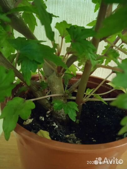 Бегония каудексная