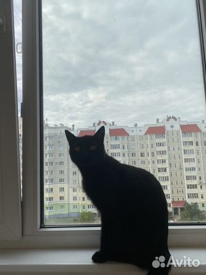 Отдам кота в добрые руки