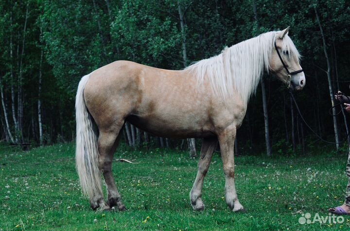 Соловая кобыла в матки