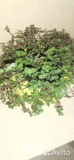 Комнатные растения цветы