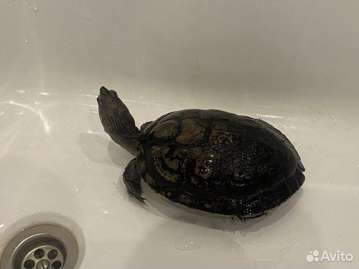 Отдам красноухою черепаху в хорошие руки