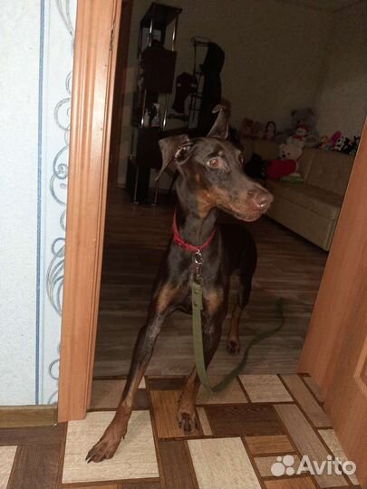 Зоогостиница