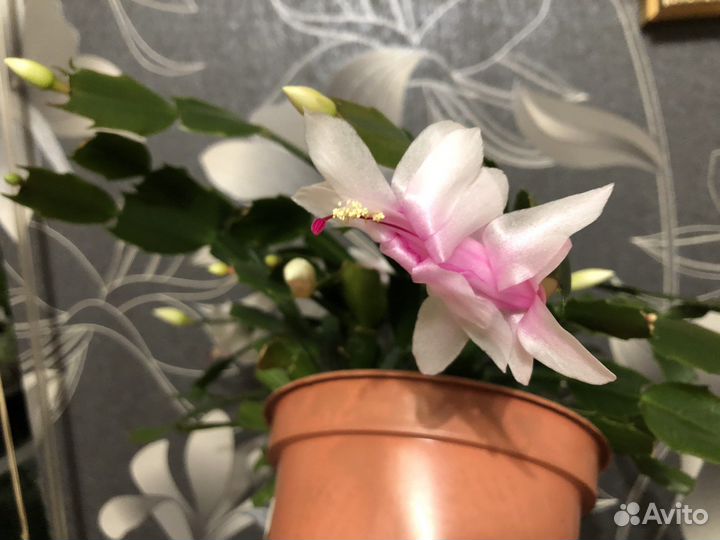 Декабрист махров, и красный