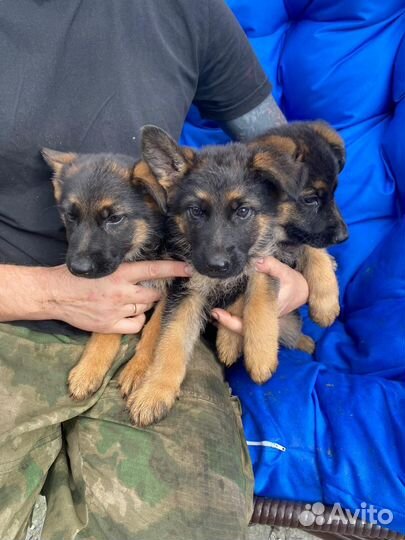 Щенки Немецкой овчарки