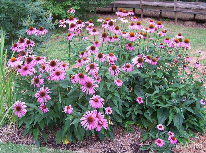 Эхинацея саженцы