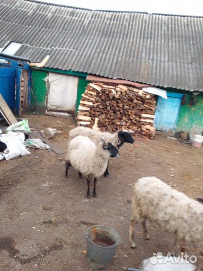 Овцы бараны