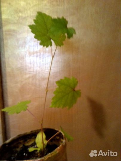 Виноград балконный