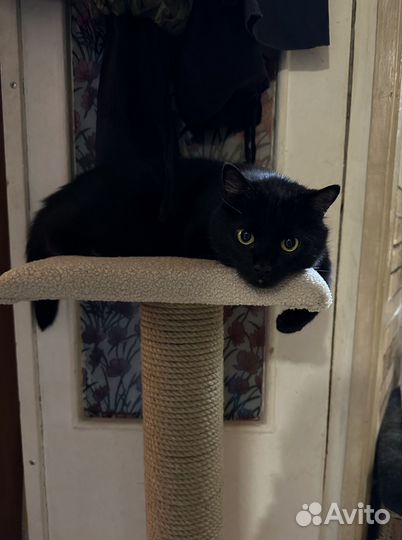 Когтеточка столбик для кошки 90см