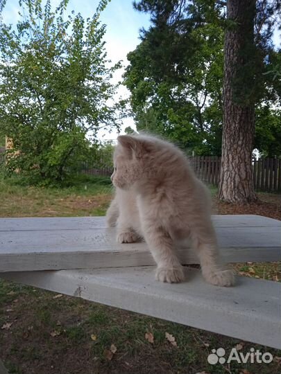 Котенок в добрые руки