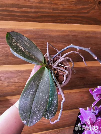 Орхидея фаленопсис бабочка