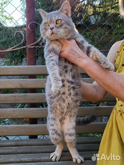 Кот шотландец