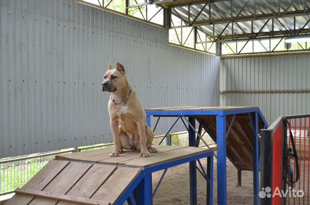 Дрессировка собак. Кинолог