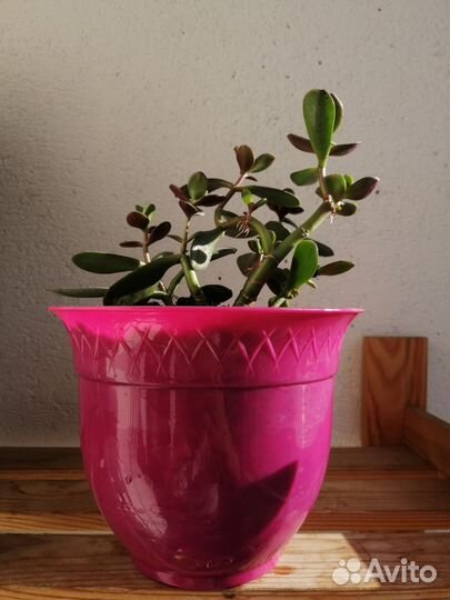 Крассула толстянка(денежное дерево)