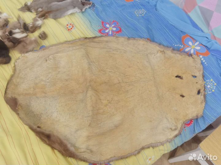 Шкурка животного