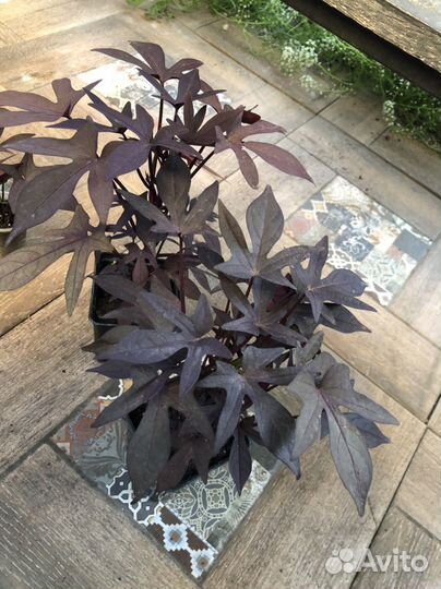 Ипомея батат