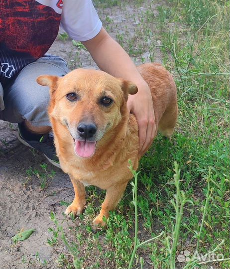 Собака в добрые руки отдам бесплатно