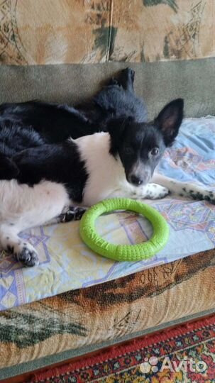 Собаки бесплатно в добрые руки