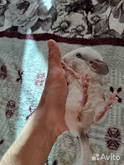 Шиншилла. Мальчик. Родился 5 августа