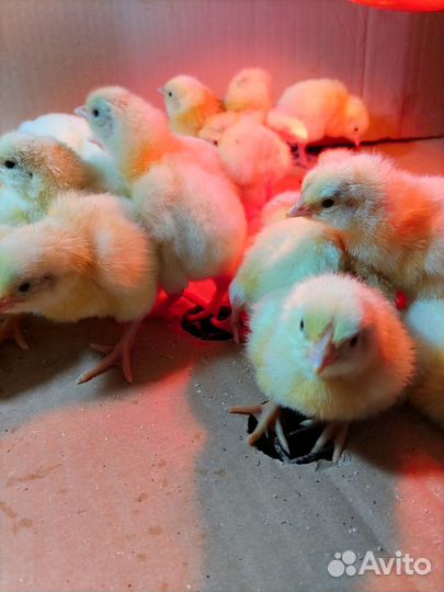 Инкубационное яйцо бройлера