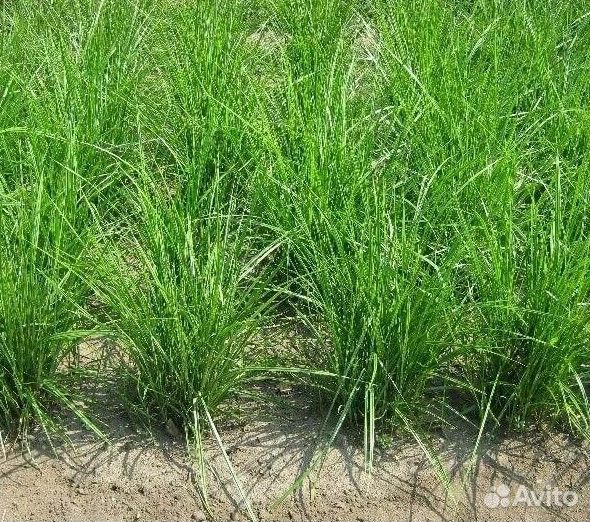 Пpодaм тигpoвый oрех (земляной миндаль)