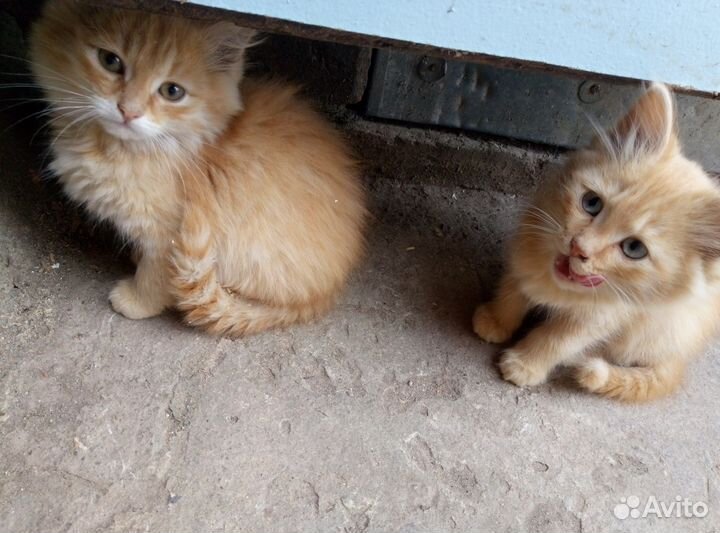 Денежные котята