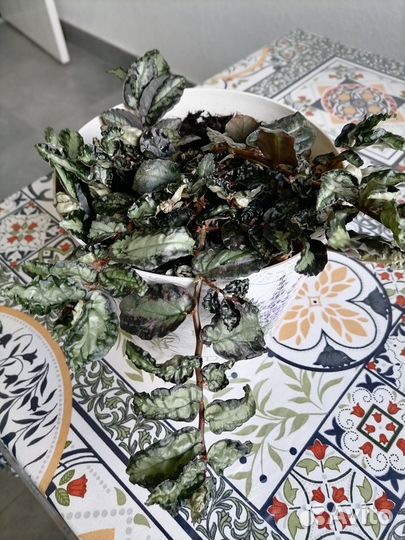 Комнатные растения