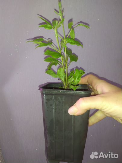 Клематис колокольчиковый